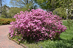 Olga Mezitt Rhododendron (Rhododendron 'Olga Mezitt') at The Mustard Seed