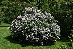 Miss Kim Lilac (Syringa patula 'Miss Kim') at The Mustard Seed
