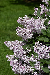 Miss Kim Lilac (Syringa patula 'Miss Kim') at The Mustard Seed