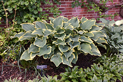 Sagae Hosta (Hosta 'Sagae') at The Mustard Seed