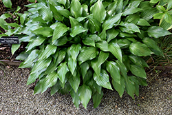 Lanceleaf Hosta (Hosta lancifolia) at The Mustard Seed