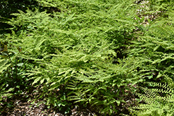 Northern Maidenhair Fern (Adiantum pedatum) at The Mustard Seed