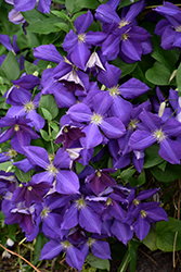 Jackmanii Clematis (Clematis 'Jackmanii') at The Mustard Seed