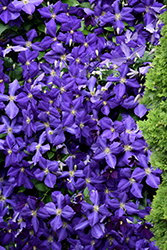 Jackmanii Clematis (Clematis 'Jackmanii') at The Mustard Seed