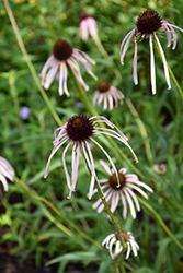 Pale Purple Coneflower (Echinacea pallida) at The Mustard Seed