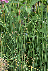 Miniature Cattail (Typha minima) at The Mustard Seed