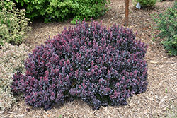 Concorde Japanese Barberry (Berberis thunbergii 'Concorde') at The Mustard Seed