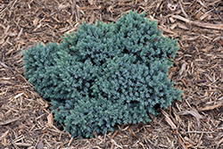 Blue Star Juniper (Juniperus squamata 'Blue Star') at The Mustard Seed