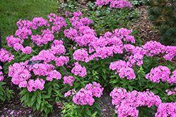 Flame Pink Garden Phlox (Phlox paniculata 'Flame Pink') at The Mustard Seed