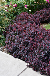 Concorde Japanese Barberry (Berberis thunbergii 'Concorde') at The Mustard Seed