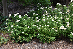 Japanese White Spirea (Spiraea albiflora) at The Mustard Seed