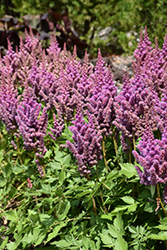 Visions Astilbe (Astilbe chinensis 'Visions') at The Mustard Seed