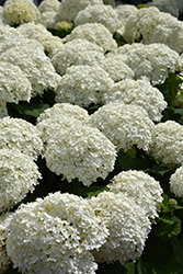 Incrediball Hydrangea (Hydrangea arborescens 'Abetwo') at The Mustard Seed