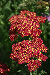 Strawberry Seduction Yarrow (Achillea millefolium 'Strawberry Seduction') at The Mustard Seed