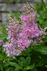 Venusta Queen Of The Prairie (Filipendula rubra 'Venusta') at The Mustard Seed