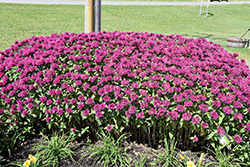Grand Marshall Beebalm (Monarda 'Grand Marshall') at The Mustard Seed