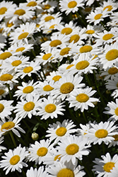 Becky Shasta Daisy (Leucanthemum x superbum 'Becky') at The Mustard Seed