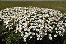 Becky Shasta Daisy (Leucanthemum x superbum 'Becky') at The Mustard Seed
