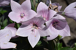 Astra Pink Balloon Flower (Platycodon grandiflorus 'Astra Pink') at The Mustard Seed