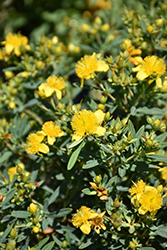 Cobalt-n-Gold St. John's Wort (Hypericum kalmianum 'PIIHYP-I') at The Mustard Seed