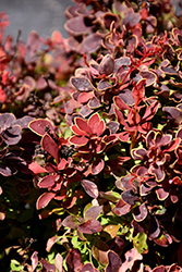 Golden Ruby Barberry (Berberis thunbergii 'Goruzam') at The Mustard Seed