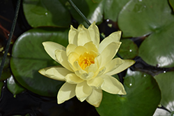 Joey Tomocik Hardy Water Lily (Nymphaea 'Joey Tomocik') at The Mustard Seed