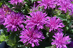 Balmy Lilac Beebalm (Monarda didyma 'Balbalmac') at The Mustard Seed