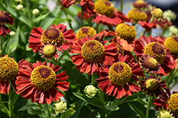 Mariachi Salsa Sneezeweed (Helenium autumnale 'Salsa') at The Mustard Seed
