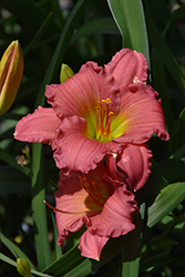 Passionate Returns Daylily (Hemerocallis 'Passionate Returns') at The Mustard Seed