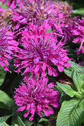 Grape Gumball Beebalm (Monarda 'Grape Gumball') at The Mustard Seed