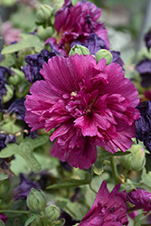 Queeny Purple Hollyhock (Alcea rosea 'Queeny Purple') at The Mustard Seed