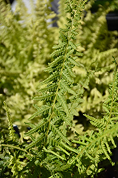 Victoriae Lady Fern (Athyrium filix-femina 'Victoriae') at The Mustard Seed