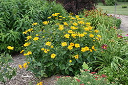 Venus False Sunflower (Heliopsis helianthoides 'Venus') at The Mustard Seed