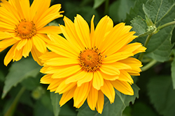 Venus False Sunflower (Heliopsis helianthoides 'Venus') at The Mustard Seed
