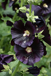 Blacknight Hollyhock (Alcea rosea 'Blacknight') at The Mustard Seed