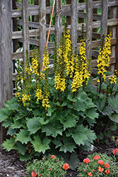 Little Rocket Rayflower (Ligularia 'Little Rocket') at The Mustard Seed