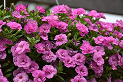 MiniFamous Double Pink Calibrachoa (Calibrachoa 'MiniFamous Double Pink') at The Mustard Seed