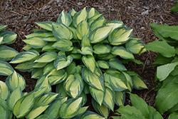 June Hosta (Hosta 'June') at The Mustard Seed