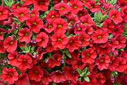 Superbells Red Calibrachoa (Calibrachoa 'INCALIMRED') at The Mustard Seed