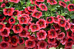 Superbells Pomegranate Punch Calibrachoa (Calibrachoa 'USCAL08501') at The Mustard Seed