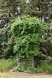 Hardy Kiwi (Actinidia arguta) at The Mustard Seed