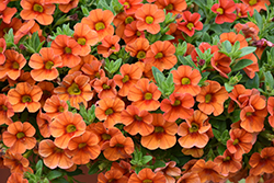 Aloha Hot Orange Calibrachoa (Calibrachoa 'Aloha Hot Orange') at The Mustard Seed