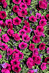 Shock Wave Deep Purple Petunia (Petunia 'Shock Wave Deep Purple') at The Mustard Seed