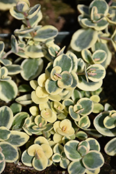 Lime Twister Stonecrop (Sedum 'Lime Twister') at The Mustard Seed