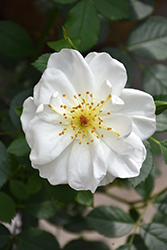 Oscar Peterson Rose (Rosa 'Oscar Peterson') at The Mustard Seed