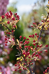 Coralburst Flowering Crab (Malus 'Coralburst') at The Mustard Seed