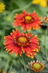 Arizona Red Shades Blanket Flower (Gaillardia x grandiflora 'Arizona Red Shades') at The Mustard Seed