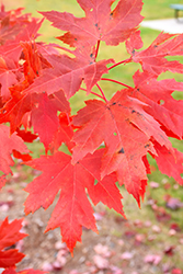 Celebration Maple (Acer x freemanii 'Celebration') at The Mustard Seed