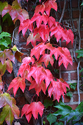 Boston Ivy (Parthenocissus tricuspidata) at The Mustard Seed