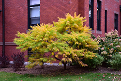 Tiger Eyes Sumac (Rhus typhina 'Bailtiger') at The Mustard Seed